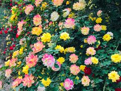 -永定河休闲森林公园