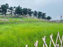 -小麦岛公园