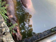 -海南热带野生动植物园