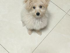 -瑞派福兴宠物医院犬猫全科·骨科·中西医结合(河东店)