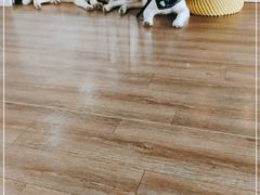 -Husky Go! 哈士奇体验馆·宠物咖啡厅狗咖