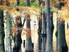 -白鹭湾湿地公园