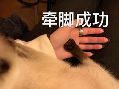 -李小姐の猫咖啡馆(五角场店)