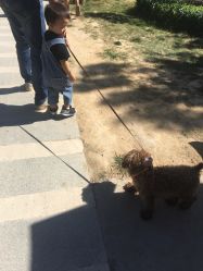 -萌宠亲子动物乐园(槐房万达店)