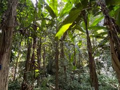 -中国科学院西双版纳热带植物园