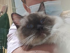 -藏猫猫咖啡主题馆(中央大道店)