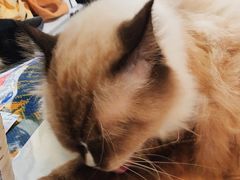 -平行世界·猫咖(首经贸店)