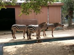 -广东茂名森林公园