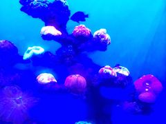-上海海昌海洋公园