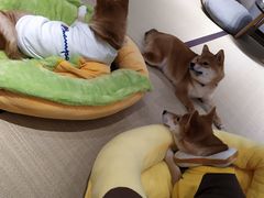 -逗柴咖啡屋·狗咖猫咖宠物桌游