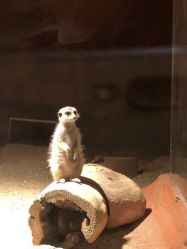 -酷嗒动物文化乐园(cutezoo西溪乐天城店)