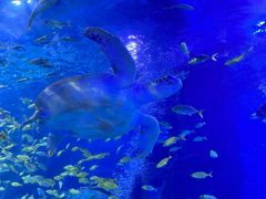 -太平洋海底世界