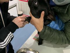 抽血检查-伟伟宠物医院·CT影像中心·瑞派犬猫综合性门诊(汉口总院)