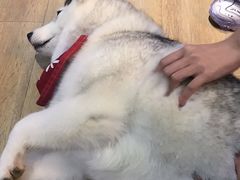 -Husky Go! 哈士奇体验馆·宠物咖啡厅狗咖