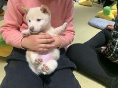 -逗柴咖啡屋·狗咖猫咖宠物桌游
