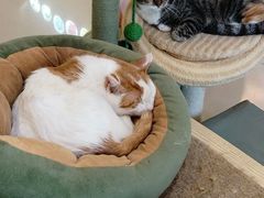 -平行世界·猫咖(首经贸店)