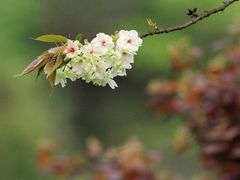 -两河城市森林公园
