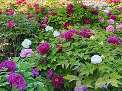 -莲花池公园