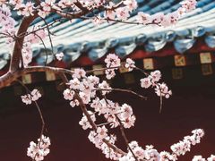 -桃花堤公园