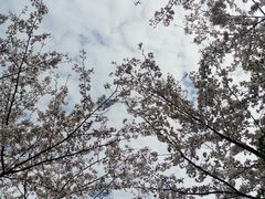 -高东镇樱花园