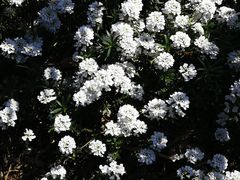 -墨尔本皇家植物园