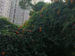 -燕晗山郊野公园