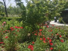 -昆山城市生态森林公园