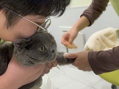 -艾吉宠物医院·疑难杂症转诊中心·猫友好(碧江路院)