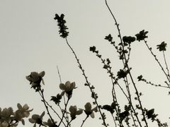-芍药居北里