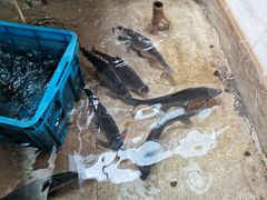 -喜洋洋蟹庄(阳澄湖店)