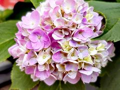 -吴越荣记苏州菜·松鼠桂鱼 100% 活鱼现做(月光码头店)