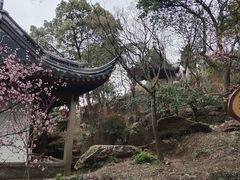 -香雪海