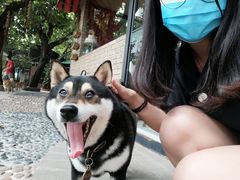 -柴犬高等学院·狗咖·柴犬售卖·宠物训练