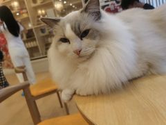 -Let's go狗咖·猫咖·奶狗·桌游(春熙路IFS店)