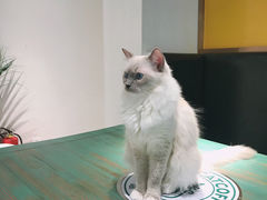 -喵喵咪呀布偶猫咖(春熙路店)