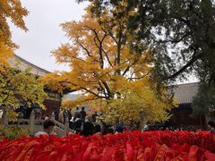 -红螺寺