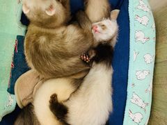 -藦茜花园宠物主题亲子互动体验馆(国顺东路店)