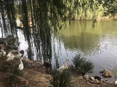 -北京张裕爱斐堡酒庄