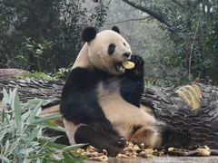 -中国大熊猫保护研究中心雅安碧峰峡基地