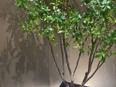 -华夏良子·足道SPA艾灸(王府井店)