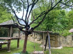 -上海野生动物园