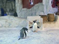 -芜湖新华联大白鲸海洋公园