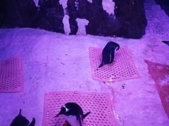 -暹罗海洋世界