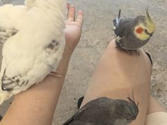 -吉丁鸟咖·异宠·寄养