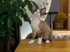 -山宅一喵德文卷毛猫舍