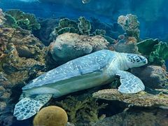 -上海海洋水族馆