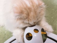 -猫和宫(六道口店)