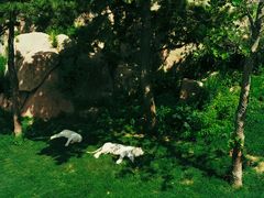 -西霞口神雕山野生动物世界