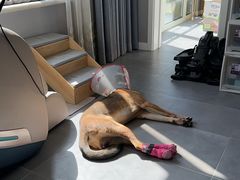 -美联众合动物医院·24h转诊中心