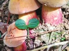 -佳缘野生菌食府